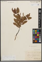 Foto von Salix waldsteiniana Willd.
